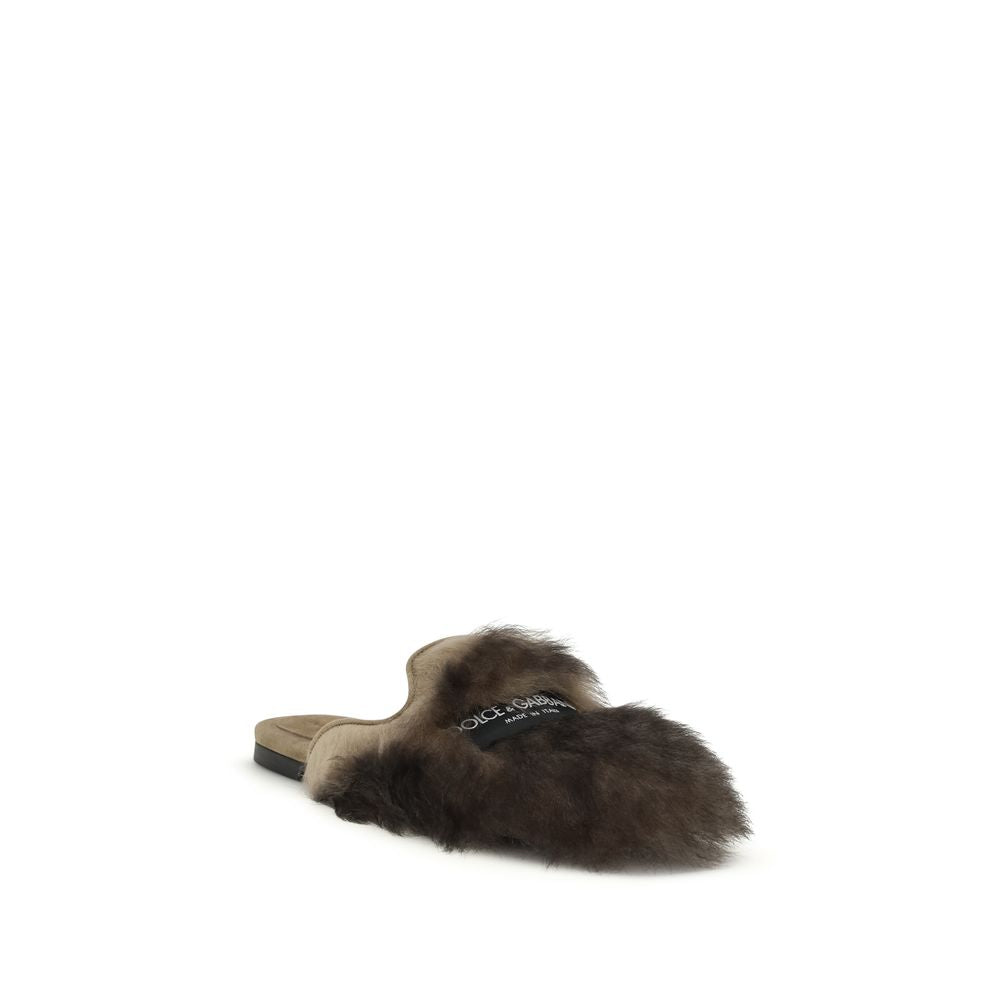 Ovečka šedá (Ovis Aries Aries Mules)